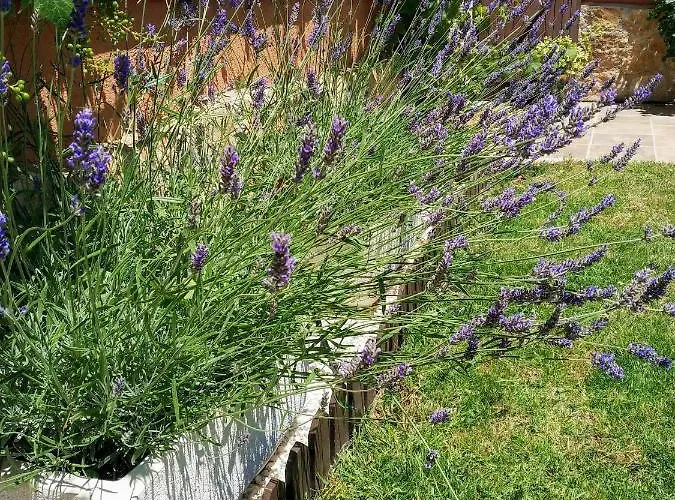 度假居 Casa La Coma *